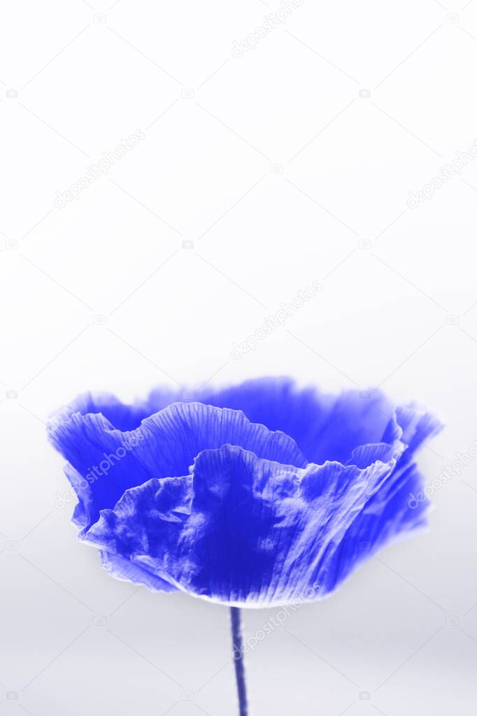 Blurry image of beautiful blue poppy flower on white background, vertical view, space for text. Blurred nature background. Blue flower.