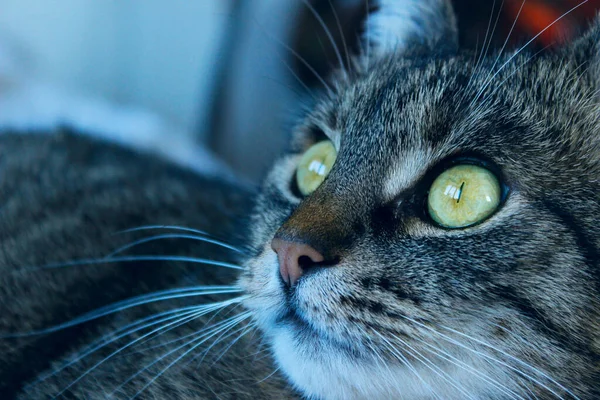 Gato Tabby Mirando Hacia Lado Vista Cerca Animales Mascotas Concepto — Foto de Stock