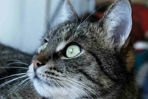 Gato Tabby Mirando Hacia Lado Vista Cerca Animales Mascotas Concepto — Foto de Stock