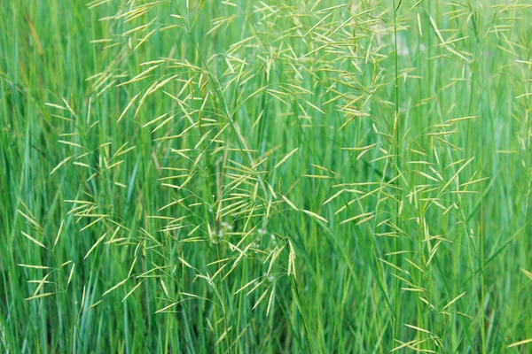 Unscharfes Bild Von Grünem Gras Hintergrund Schnappschuss Von Der Grünen — Stockfoto