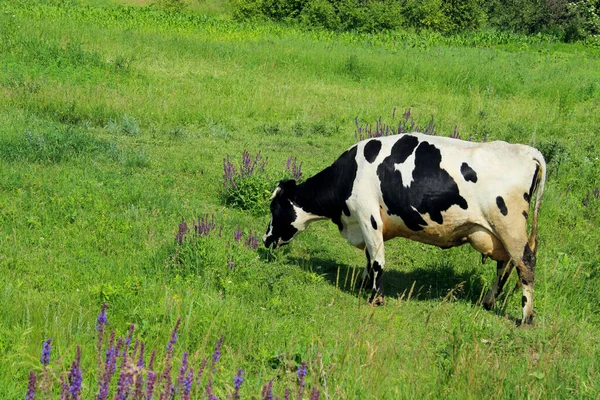 Vaca Pie Pasto Granja Tiro Una Manada Ganado Una Granja — Foto de Stock