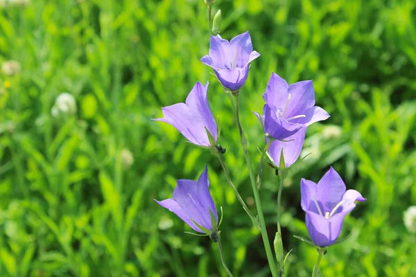 Botanisk Skönhet Bakgrund Lila Blommor Grön Äng Bakgrund Plats För — Stockfoto