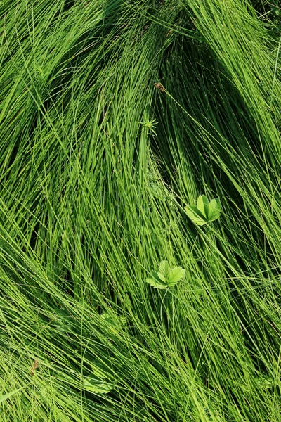 Verschwommenes Bild Von Grünem Gras Hintergrund Abgeschnittene Aufnahme Einer Grünen — Stockfoto