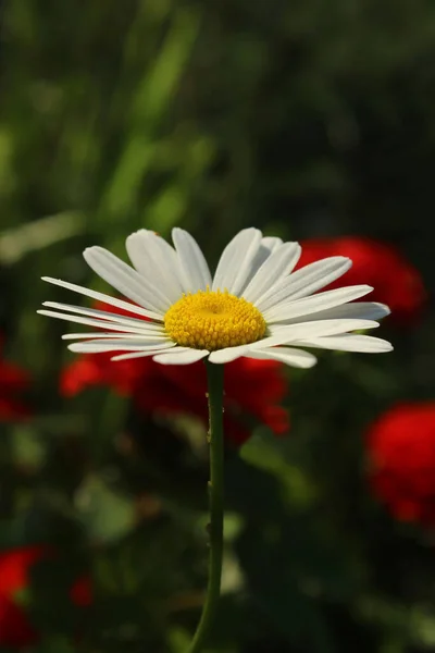 Immagine Verticale Margherita Bianca Uno Sfondo Sfocato Fiori Rossi Sfondo — Foto Stock