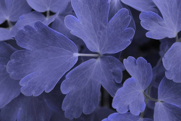Розмите Зображення Кольорового Фону Листя Синього Кольору Абстрактний Фон Природи — стокове фото