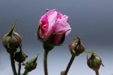 Gri arka planda gül tomurcukları açmak. Güzel çiçekler, yatay manzara, bulanık arkaplan.