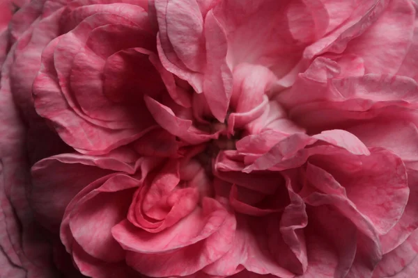 Imagen Borrosa Pétalos Rosas Rosadas Vista Horizontal Fondo Abstracto Naturaleza —  Fotos de Stock