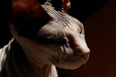 Gözleri kapalı bir Sphynx kedisi. Uyuyan kedi, manzarayı kapat. Hayvanlar, evcil hayvanlar..