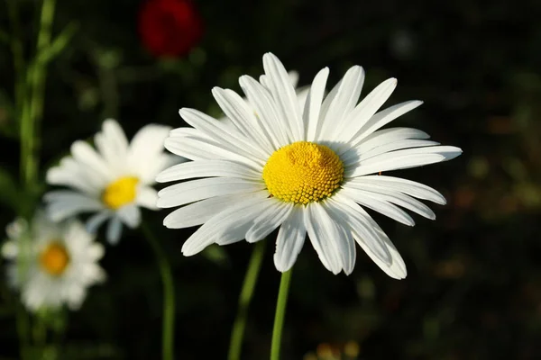 Weiße Blume Auf Dunklem Hintergrund Abstrakte Naturkulisse — Stockfoto