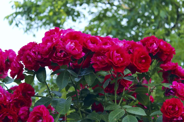 Suddig Bild Rosa Rosor Och Gröna Blad Rosa Blommor Bakgrund — Stockfoto