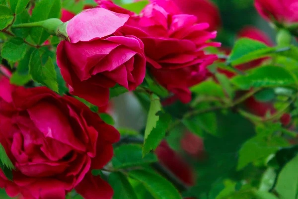 Suddig Bild Rosa Rosor Och Gröna Blad Rosa Blommor Bakgrund — Stockfoto