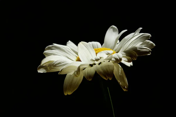 Siyah Arka Planda Beyaz Çiçek Karanlıkta Papatya Çiçeği Soyut Doğa — Stok fotoğraf
