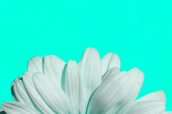 Renkli Arka Planda Beyaz Taç Yapraklarının Bulanık Görüntüsü Yakın Çekim — Stok fotoğraf
