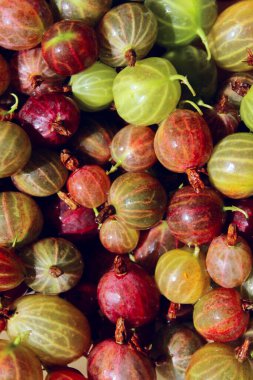 Kırmızı ve yeşil bektaşi üzümü arka planı. Renkli böğürtlen. Yiyecek, bahçıvanlık, tarım konsepti.