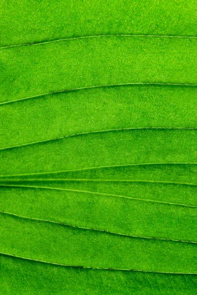 Fundo Textura Verde Desfocado Tiro Cortado Textura Folha Verde Fundo — Fotografia de Stock