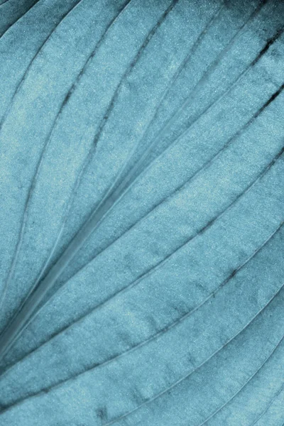 Blurred Green Texture Background Cropped Shot Green Leaf Texture Abstract — Stock Photo, Image