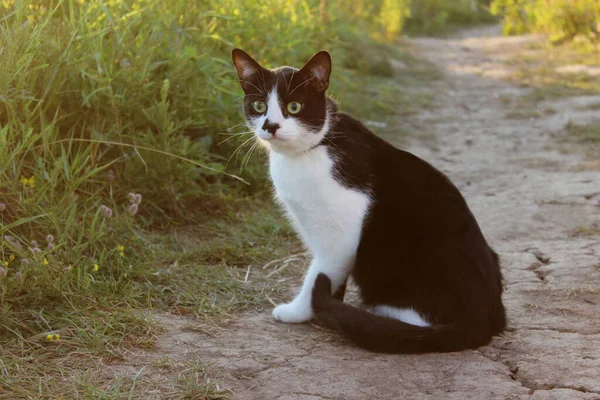 Cute tuxedo cat sitting outdoors. Black and white cat outdoor.  Cat sitting in grass. Animals day, pets concept.