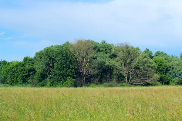 Image Floue Champ Vert Fond Bleu Ciel Paysage Concept Nature — Photo