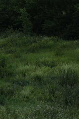 Doğanın arka planının bulanık görüntüsü, dikey görüntü, koyu renkler. Doğa manzarası, koyu yeşil renkler..