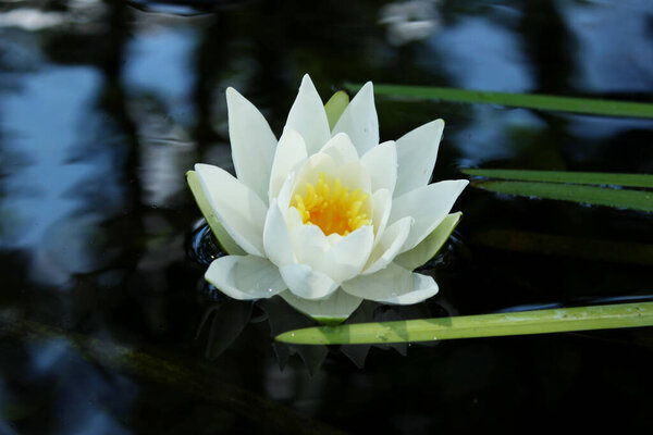 Blurry image of beautiful white water lily in the water. Abstract nature background.