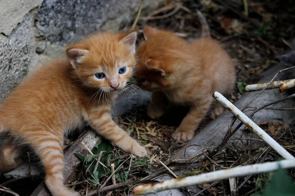 屋外で2匹の生姜子猫 動物の日 哺乳類の概念 — ストック写真