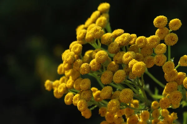 黄色的花朵背景 黄色的丹色花朵模糊的图像 美丽的自然背景 — 图库照片