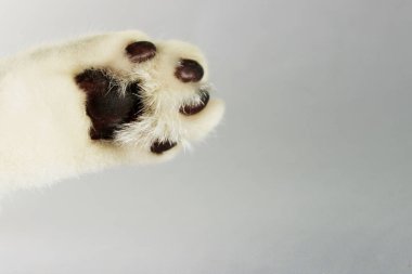 Beyaz kedinin patisi ışık arka planda, yatay görüş. Kedinin kırpılmış görüntüsü. Hayvanlar, hayvanlar, hayvanlar günü konsepti.