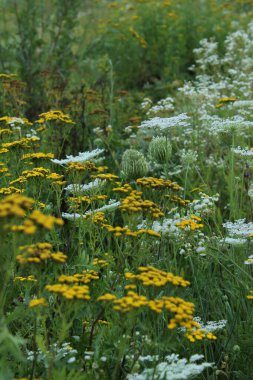 Çiçeklerin açmasının bulanık görüntüsü. Soyut doğa arkaplanı.