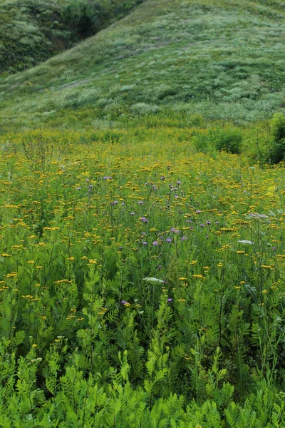 Blurry Image Blooming Wildflowers Abstract Nature Background — Stock Photo, Image