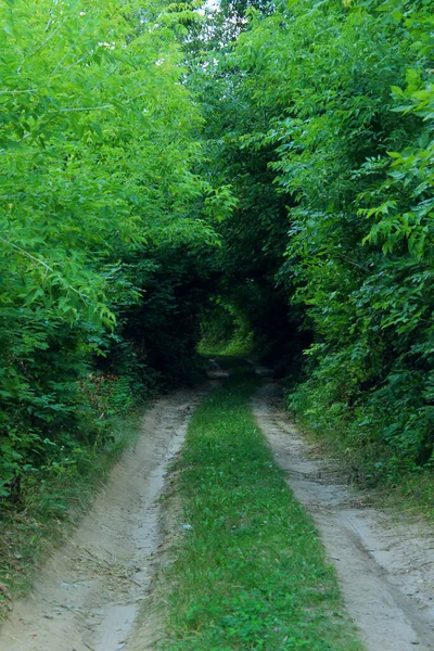 緑の木のトンネル 森の中の道路 旅行のコンセプト — ストック写真