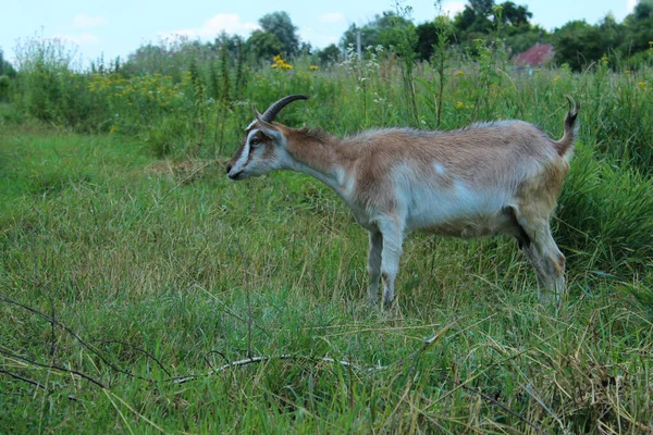 Capra Pascolo Nel Prato Vista Orizzontale Animali Mammiferi Concetto Allevamento — Foto Stock