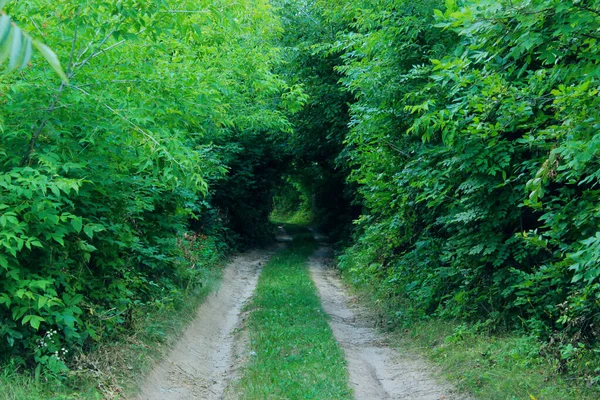 Yeşil Ağaçlar Tüneli Ormandaki Yol Doğa Seyahat Kavramı — Stok fotoğraf