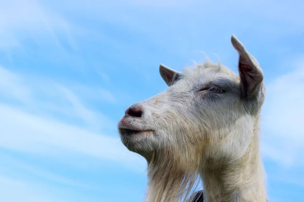 一只白色的山羊俯瞰蓝天背景的侧面 站在农场牧场的山羊 在奶牛场上射杀了一群牛 动物概念 蓝天和山羊 — 图库照片