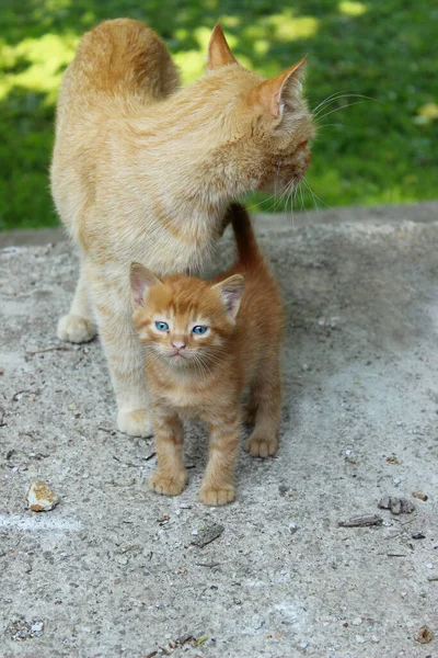 Ginger Adulto Madre Gato Gatito Aire Libre Imagen Vertical Animales —  Fotos de Stock