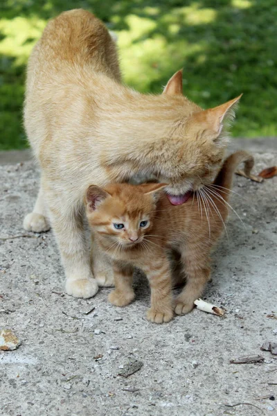 Vuxen Ingefära Mamma Katt Och Kattunge Utomhus Vertikal Bild Djur — Stockfoto