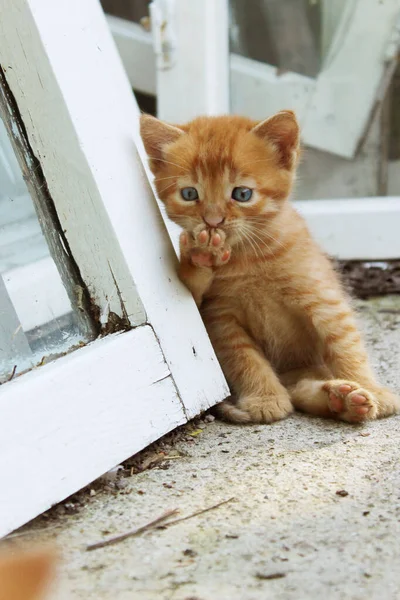 Aranyos Kis Vörös Cica Nyalogatja Mancsát Aranyos Vicces Cica Macskák — Stock Fotó
