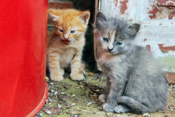 Sokak Kedisi Dışarıda Oturuyor Yatay Manzaralı Hayvanları Kurtarma Evcil Hayvanlar — Stok fotoğraf
