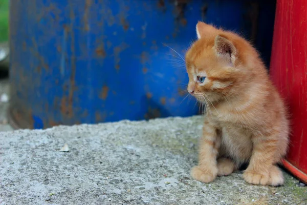 Küçük Sevimli Kızıl Kedicik Oturuyor Sola Bakıyor Sokak Kedisi Dışarıda — Stok fotoğraf