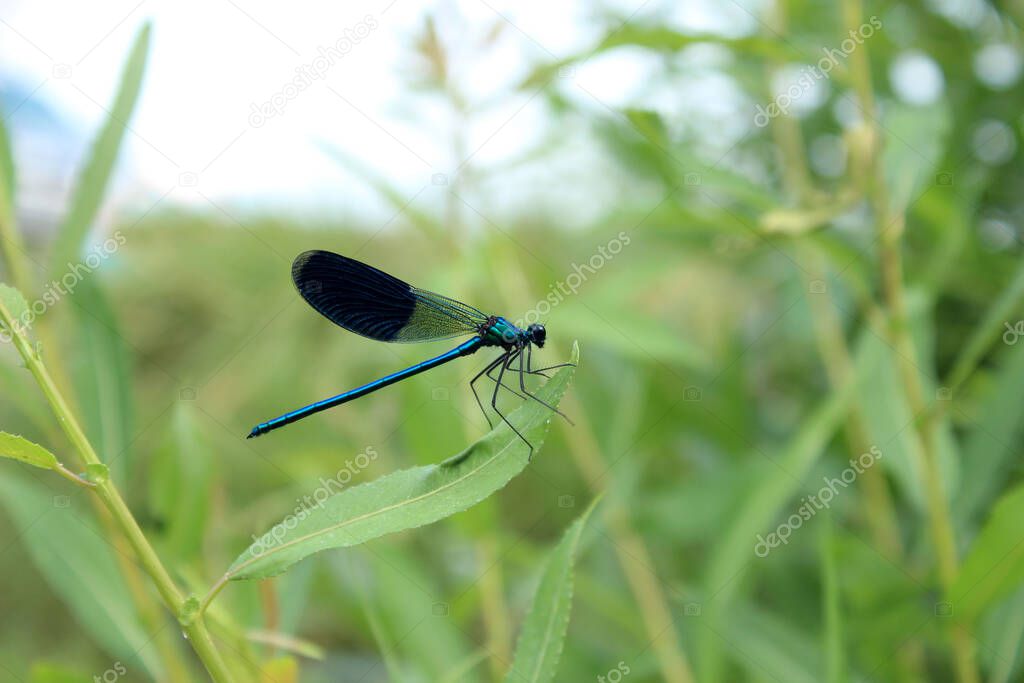 Blue dragonfly sitting on green leaf.  Insects, nature concept.  Nature background.