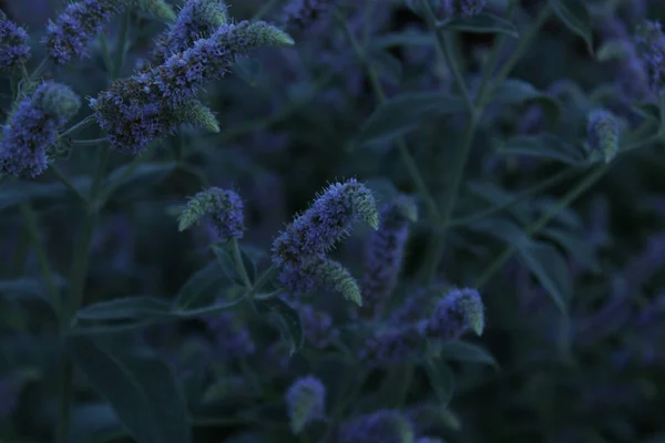 Wazige Natuur Achtergrond Donkerblauwe Kleuren Takken Munt Die Tuin Groeien — Stockfoto