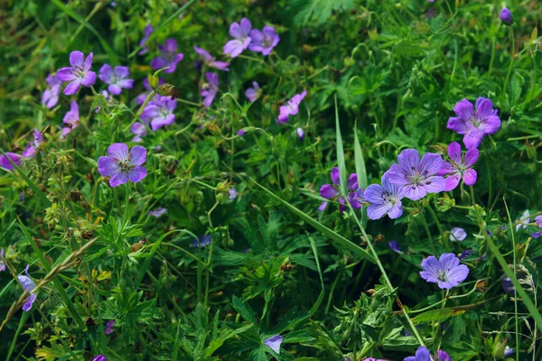 Suddig Bakgrund Lila Blommor Och Gröna Blad Abstrakt Natur Bakgrund — Stockfoto