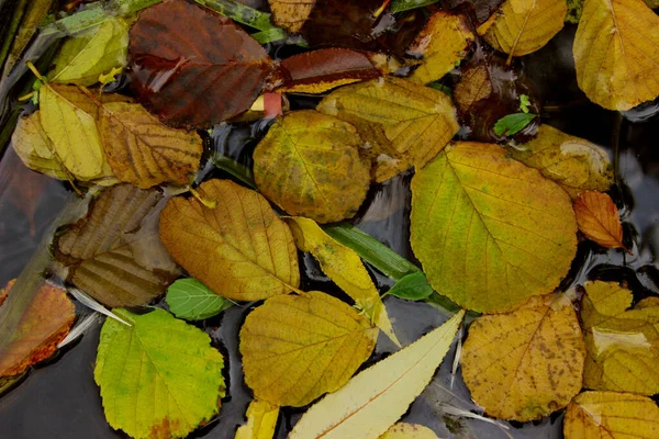 Folhas Coloridas Superfície Água Natureza Fundo Outono Folhas Amarelas Uma — Fotografia de Stock