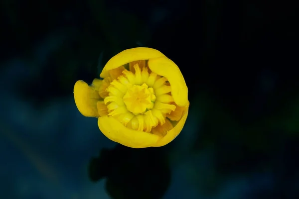 Gul Nuphar Lutea Vattnet Horisontell Bild Blomma Gul Näckros Mörkt — Stockfoto