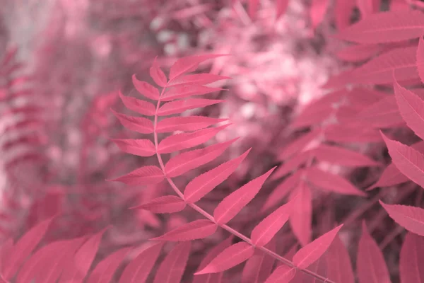 Blurry nature background. Pink leaves. Botanical backdrop, horizontal view.