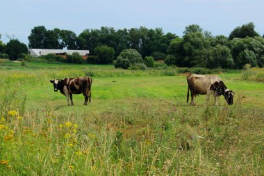 Çiftlik Çayırında Bekleyen İnekler. Dairy Farm 'da bir sığır sürüsünün vurulması. Doğa, Çiftlik, Hayvan Konsepti. Çayır ve İnekler