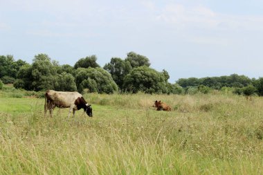 Çiftlik Çayırında Bekleyen İnekler. Dairy Farm 'da bir sığır sürüsünün vurulması. Doğa, Çiftlik, Hayvan Konsepti. Çayır ve İnekler