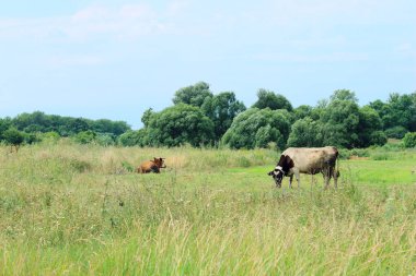 Çiftlik Çayırında Bekleyen İnekler. Dairy Farm 'da bir sığır sürüsünün vurulması. Doğa, Çiftlik, Hayvan Konsepti. Çayır ve İnekler