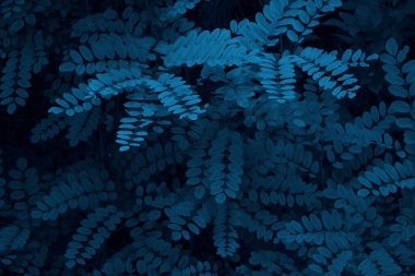 Doğa geçmişi. Mavi yapraklar, botanik arka plan. Bitkiler, doğa konsepti.