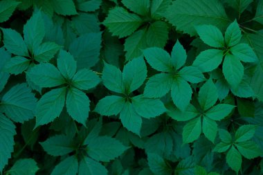 Doğa geçmişi. Yeşil yapraklar, botanik arka plan. Bitkiler, doğa konsepti.