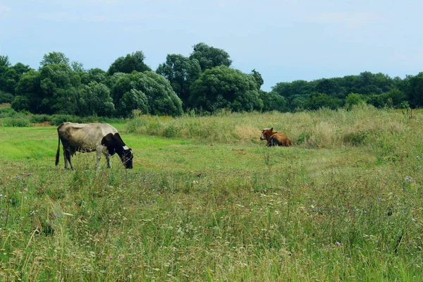 Çiftlik Çayırında Bekleyen İnekler. Dairy Farm 'da bir sığır sürüsünün vurulması. Doğa, Çiftlik, Hayvan Konsepti. Çayır ve İnekler